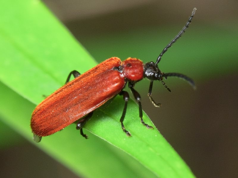 Pyrochroa coccinea (Linnaeus, 1761)
